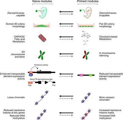 Chromatin and Epigenetic Rearrangements in Embryonic Stem Cell Fate Transitions